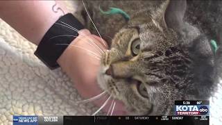 Sturgis cat rescue cancels Petco adoption event during rally offers 50 online adoption special