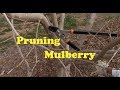 Pruning Mulberry 2019