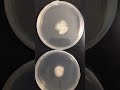 10 Day Time Lapse Mushroom Hyphae Mycelium Grows Like Magic Amazing Fungus Mushluv Mushlove 