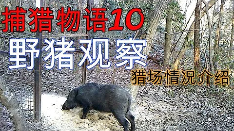 【日本捕獵物語10】5處誘餌場野豬觀察，野豬比妳想像的聰明的多！！！想抓野豬沒那麽容易!!! - 天天要聞