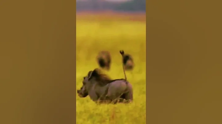 Nature's Delicate Balance: Predators and Prey