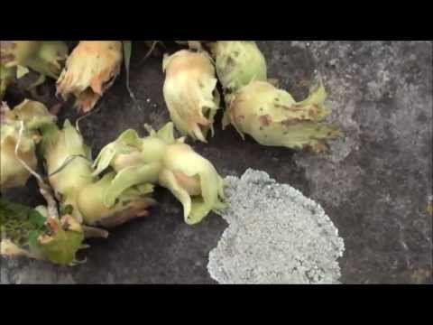 Video: Kan du dyrke nøddetræer i potter - tips til dyrkning af nødder i beholdere
