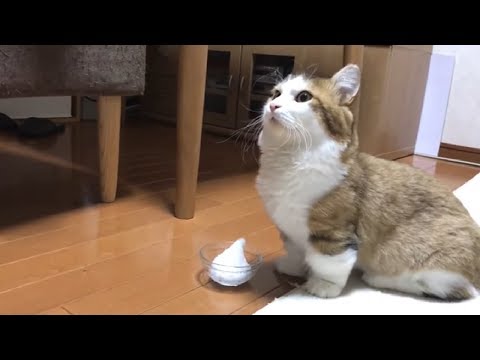 かき氷を食べるねこ  