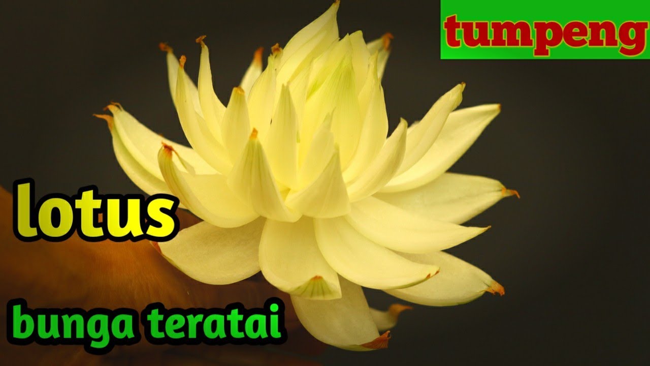 Garnish Bunga Lotus Dari Bawang Bombay Garnish Untuk Tumpeng Youtube