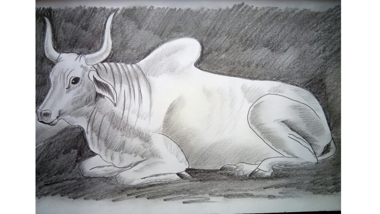 Unique Cattle Sketch Drawing with simple drawing