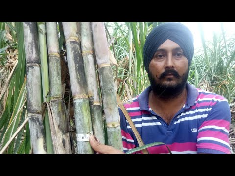 वीडियो: ओरिएंटल बीच (12 फोटो): कोकेशियान बीच का विवरण, खेती की विशेषताएं और दायरा