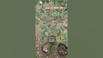 Trồng cây sim ít nhất cũng có để ngắm hoa ăn quả! #câysimrừng #simrừng #hoasim