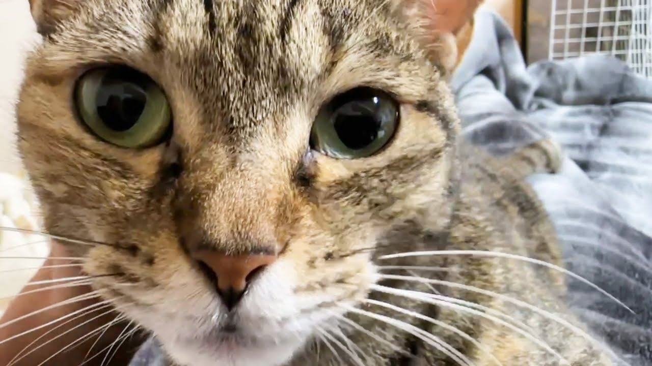 ワンっという猫に癒されます - YouTube