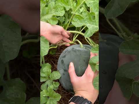 Easy method for how to tell when a watermelon is ready