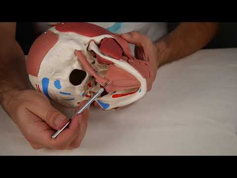 Vídeo: Anatomía, Función Y Diagrama Del Músculo Milohioideo - Mapas Corporales