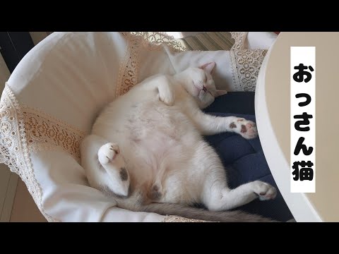 ひっくり返って爆睡してる我が家のおっさん猫