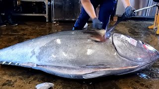 Incredible 405kg Huge Bluefin Tuna Perfectly Cut