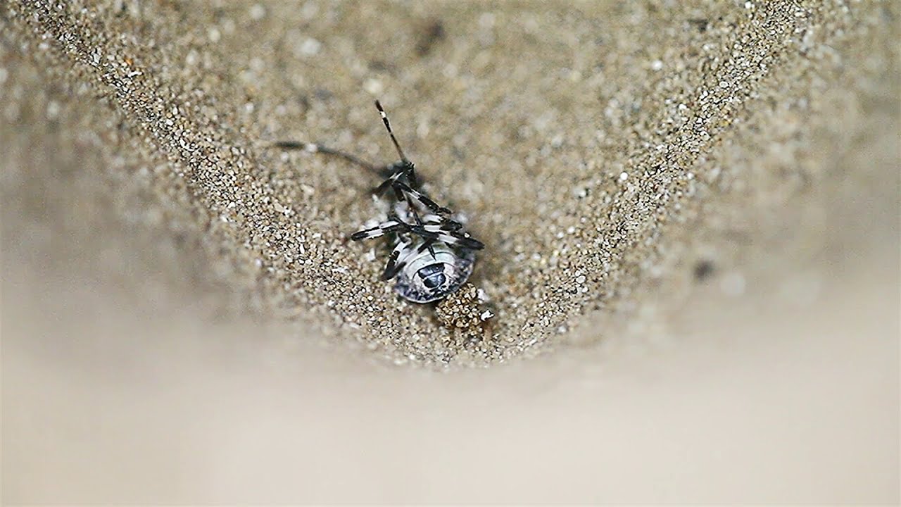 Hol shaffof külot videoda