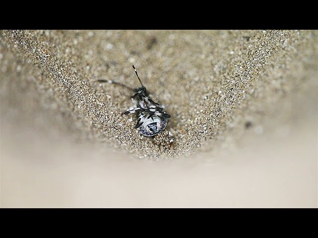 Irina Alferova erotik rasmlar