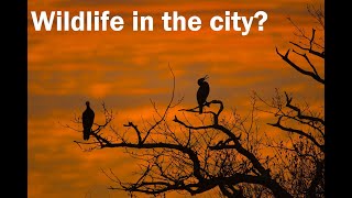 Is there wildlife in London?