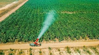 MENAKJUBKAN ✅ INILAH PERKEBUNAN PISANG CAVENDIS MODERN