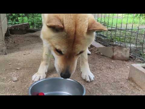 イチゴを食べる犬  