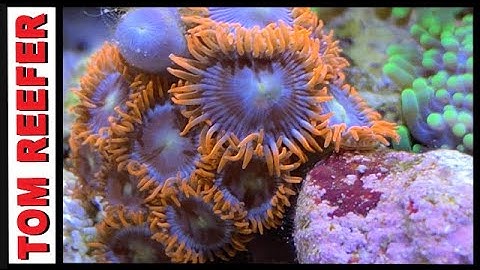 Zoanthids! - Growing Fast Enough?