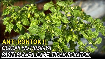 🔴 CARA MENGATASI BUNGA RONTOK PADA TANAMAN CABE