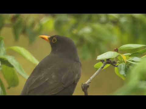 Blackbird - Merel - Turdus merula - შავი შაშვი