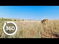 Lion's Last Stand (360 Video)