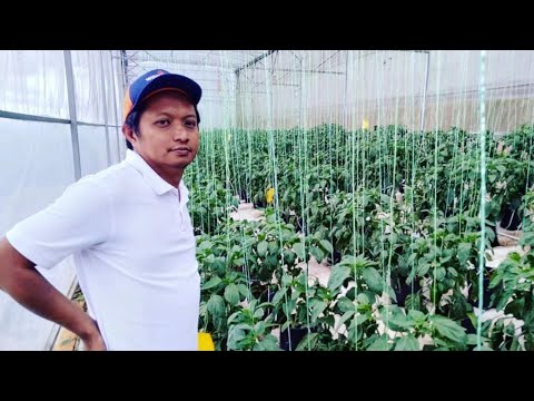 Video: Adakah petani penting untuk negara kita?