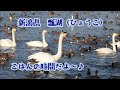 新潟県　瓢湖（ひょうこ）　餌の時間