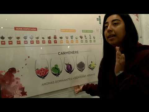 Incrível o Tour Founders na vinícola Undurraga! Wonderful tour in Undurraga! - YouTube
