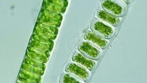 Lucknow University|| B.Sc. Biology(NEP) Sem-1|| Botany Practical File || Algae || Part-2