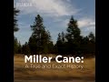 Trailer for miller cane a true and exact history