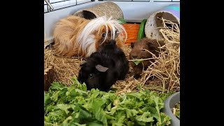 Guinea CCTV ~ Ralphs first feed with Zico and Greg