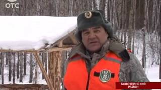В Болотнинском районе дикие кабаны атакуют кормушки для косуль