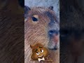 5 faits surprenants sur les capybaras  shorts