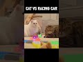 CAT vs RACING CAR #Cats #Racingcar #Kittisaurus