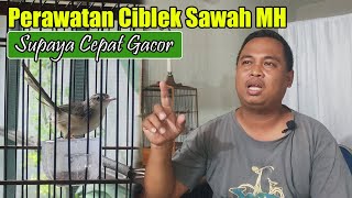 CARE FOR CIBLEK SAWAH MATERIALS SO THAT IT CAME QUICKLY GACOR || CARE FOR PRENJAK SAWAH SO THAT I...