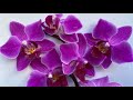 ОРХИДЕЯ уценка МУКОЛЛА обзор после магазина за 199 руб стимулирую ОБРЕЗАЮ листья орхидеи цветоносы