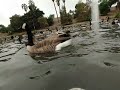 GEESE AND DUCKS WATER LEVEL