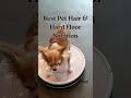 Efficient Cleaning Best Budget Robot Vacuum for Smart Cleaning
