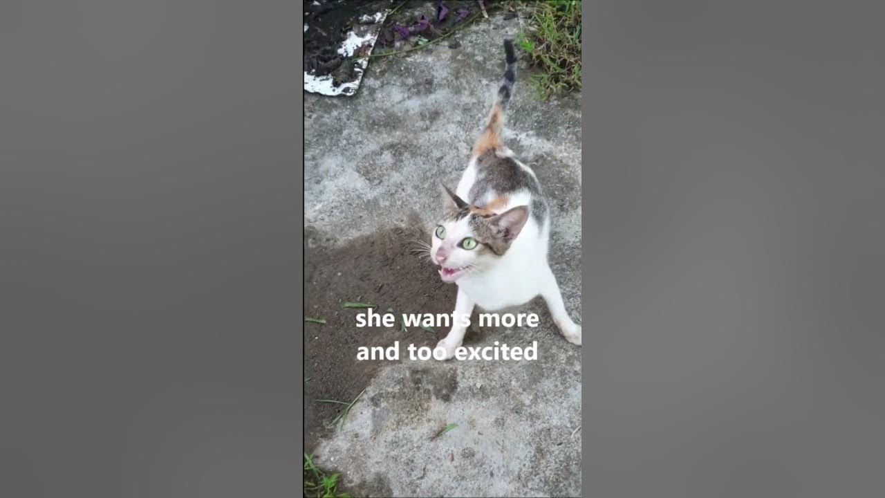 My stray cat asking for love and affection YouTube