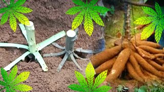 Penemuan terbaru cara tanam singkong berbuah banyak dengan metode kupas kulit