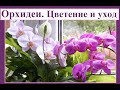 Орхидеи (фаленопсис): особенности ухода и цветение.