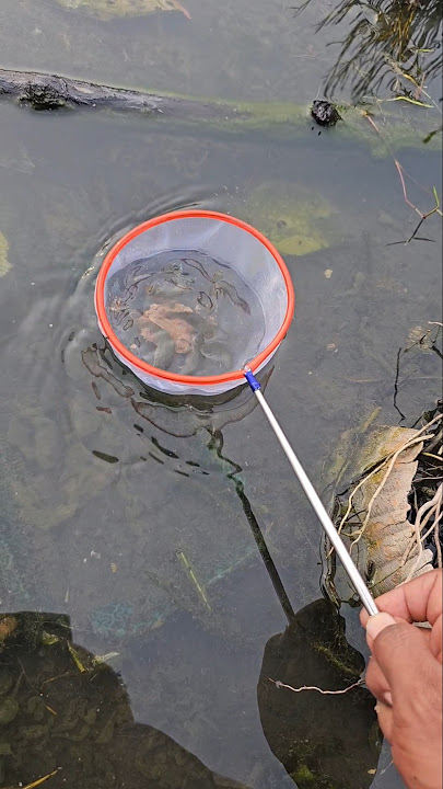 Seser for catching fish#fish