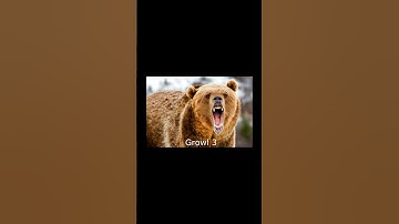Thumbnail of Bear Growl Sound Effects #wildanimals #wildlife #bear #beargrowl #youtubeshorts #shorts #trending
