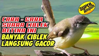 Gara-gara suara CIBLEK BETINA ini BANYAK CIBLEK LANGSUNG GACOR SAAT MENDENGARNYA