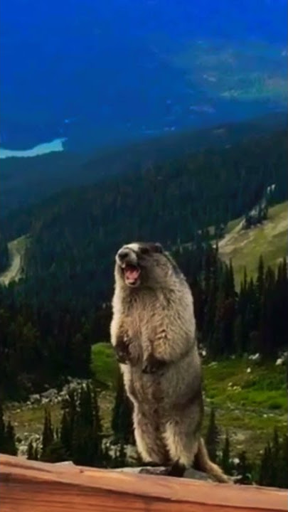 Original Marmot Scream | Cute Animals