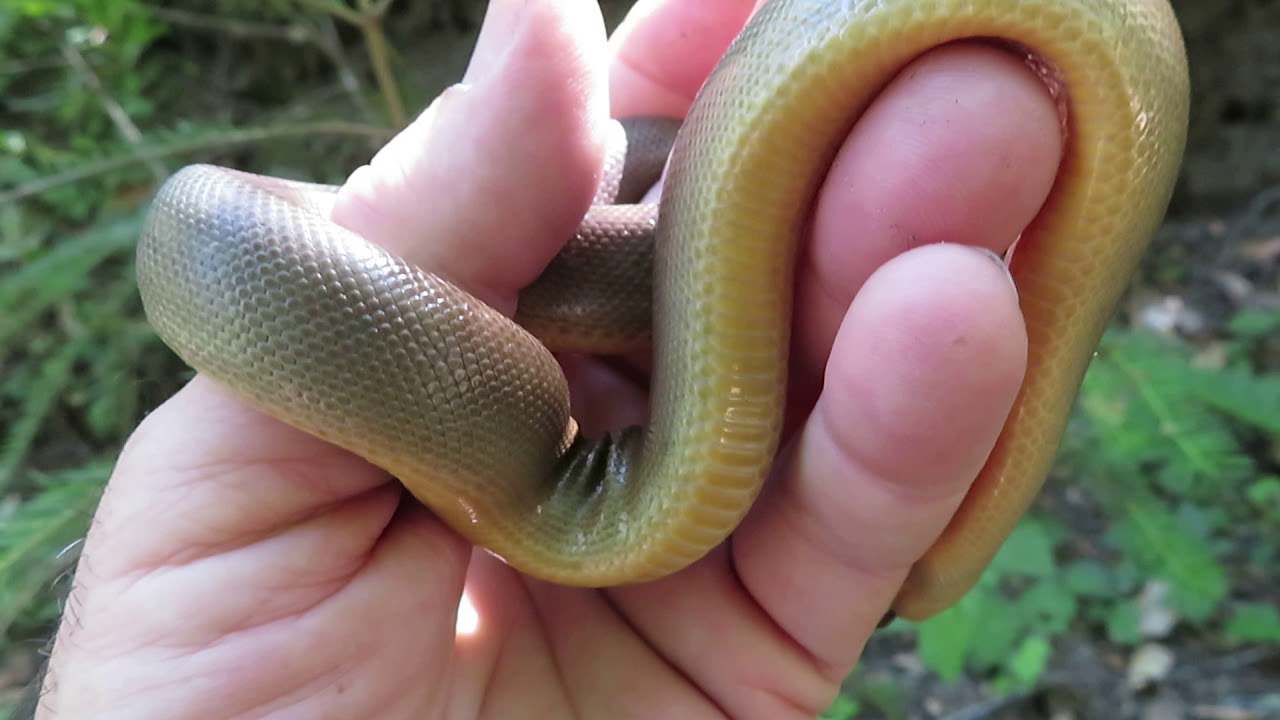 rat snakes in alabama The Year Of The Rubber Boa