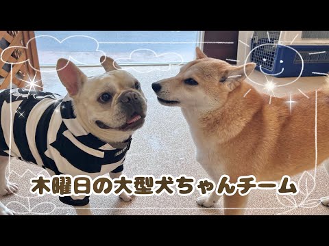 【犬の幼稚園】紫竹山店🍒木曜日の大型犬ちゃんチーム🍒