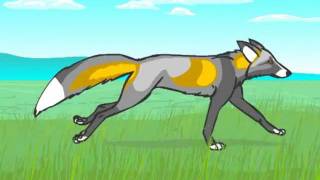 Cross Fox Running Animation by Silver Cross Fox 8,016 views 12 years ago 50 seconds
