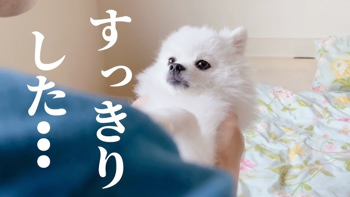 ポメラニアン 生まれて初めて食べる柿に大興奮する姿が可愛い 犬 Youtube