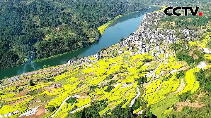 賞花去！湖南多地油菜花海美如畫，春意盎然 | CCTV - 天天要聞